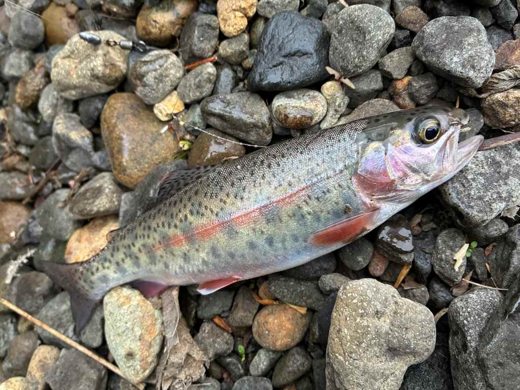 釣行記
