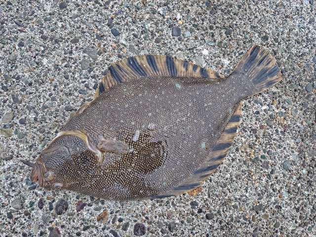 釣行記