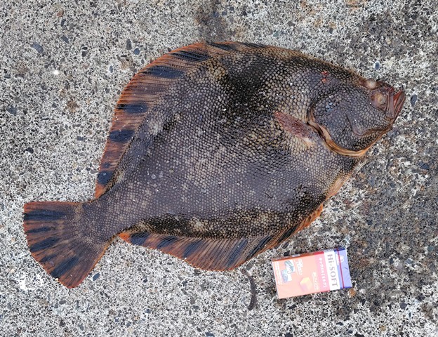 釣行記