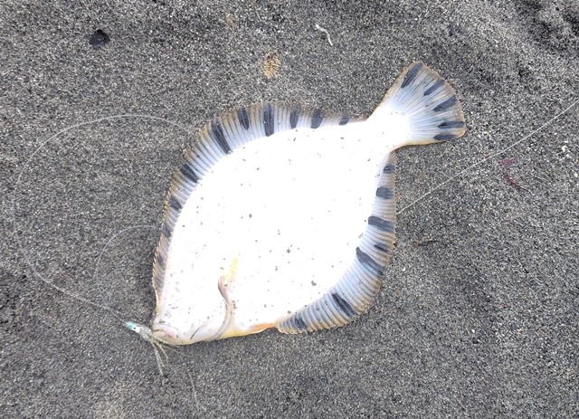 釣行記