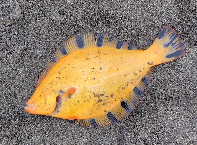 釣行記
