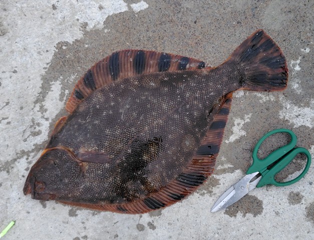 釣行記