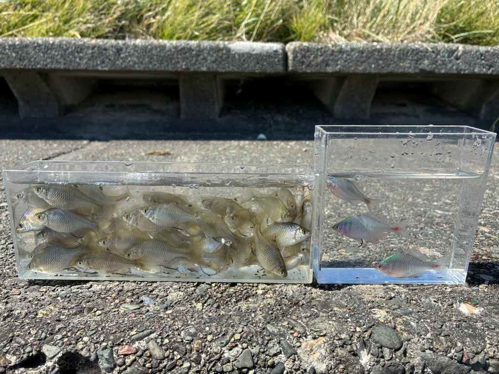 釣行記