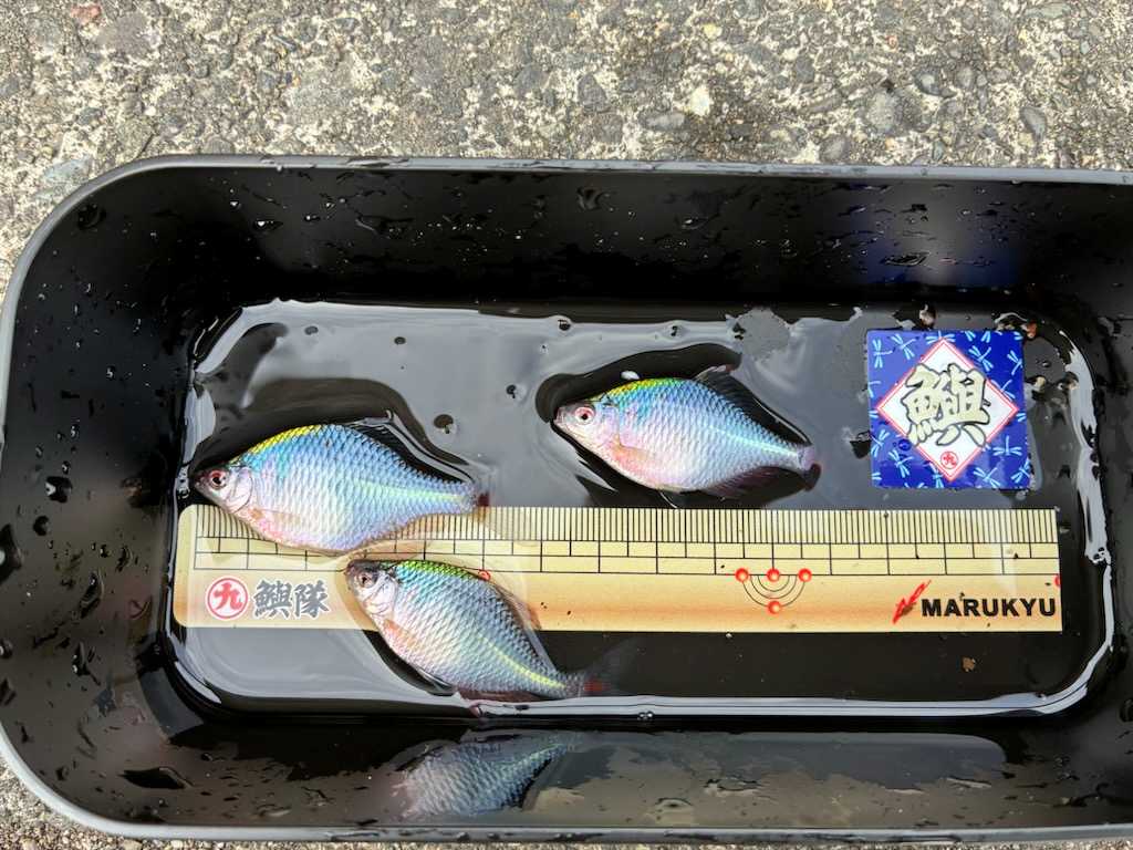 釣行記