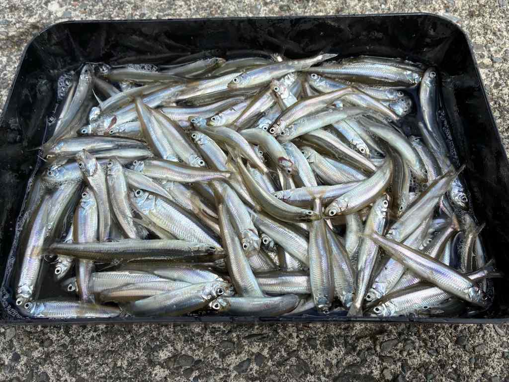釣行記