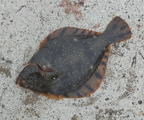 釣行記
