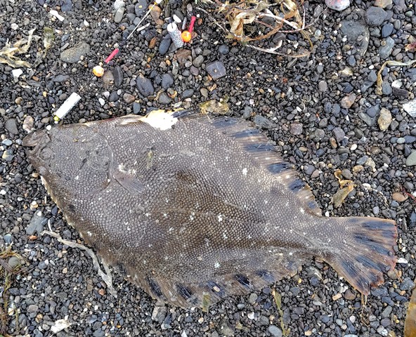 釣行記